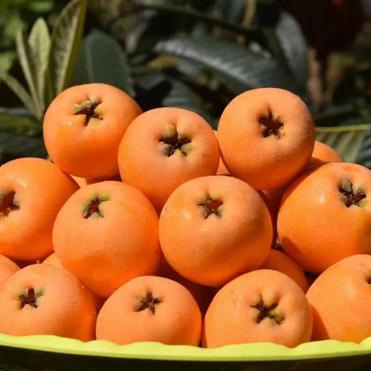 正宗龙泉大五星枇杷果苗水果树苗苗好吃好种好养果树苗枇杷树