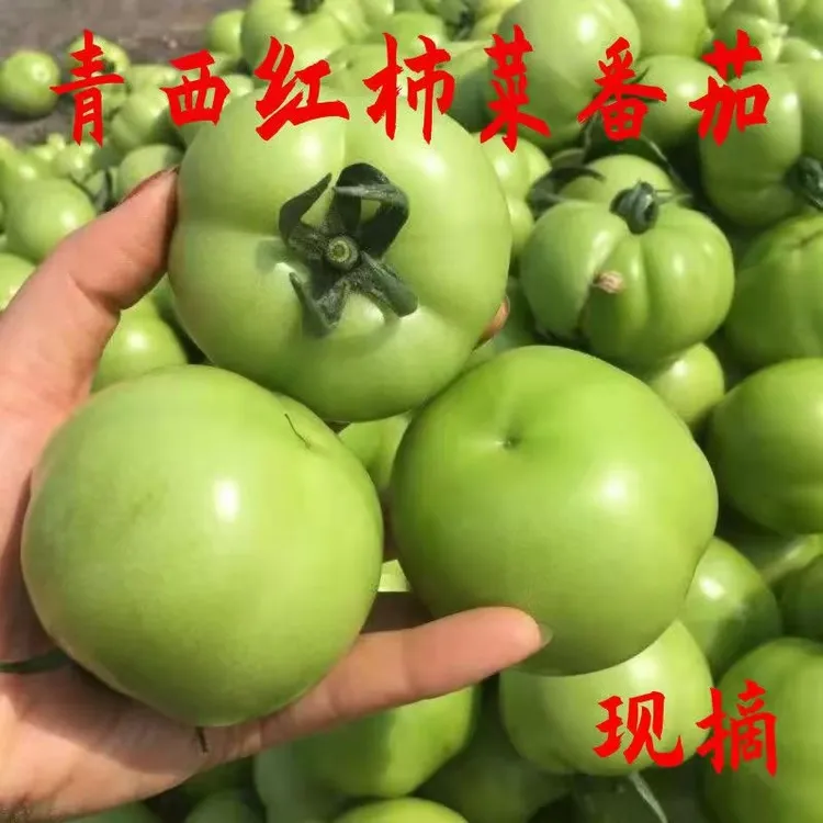 【炒菜用】不用药水 现摘现发 青番茄新鲜未成熟青西红柿青柿子