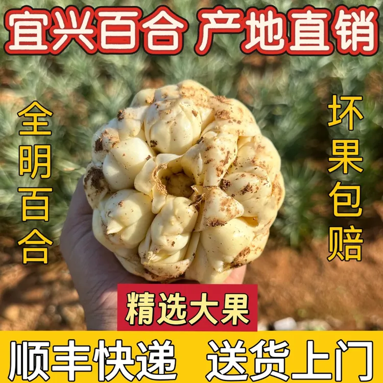 (大果3斤)25年新鲜宜兴大果百合新鲜百合3斤9个百合左右微苦种植