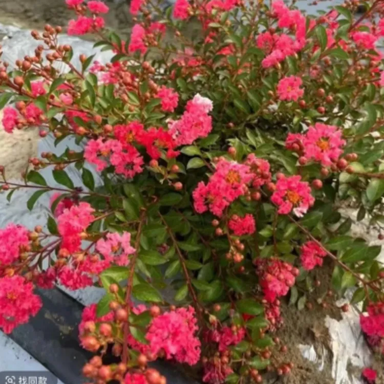 姬紫薇花老桩好养姬紫薇适合室内阳台庭院绿植网红紫薇紫薇树