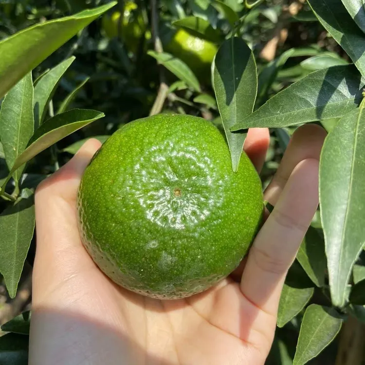 【晒皮专用】新会陈皮鲜果圈枝茶枝柑晒陈皮青皮二红大红皮新鲜采摘