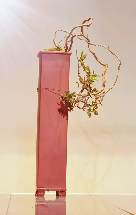 精品高山小叶杜鹃根艺盆景