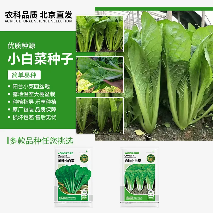 【农科院推荐】奶油小白菜种子青埂四季小青菜种子耐寒蔬菜种子