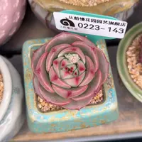 多肉一物一拍0223-143