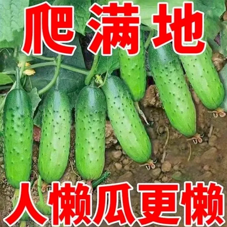 满地爬水果黄瓜种子籽高产不搭架盆栽新品种阳台庭院甜脆早熟生吃