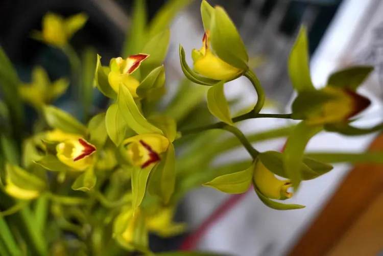 云南原生态绿瓣红嘴鸥 一苗