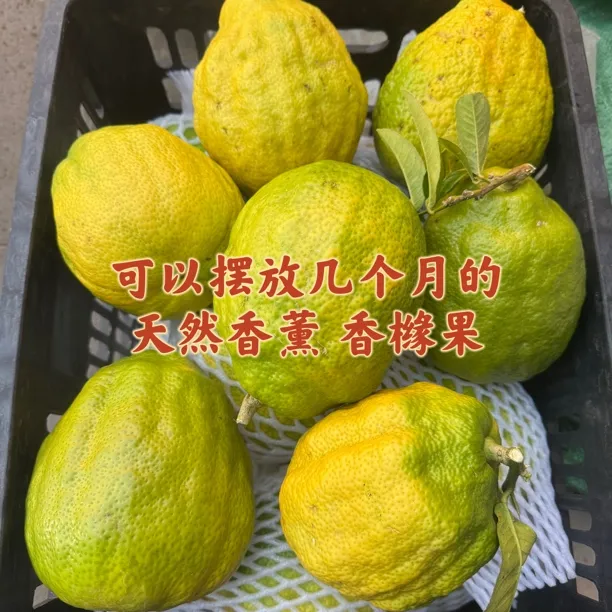云南腾冲香橼果绿果黄果现摘闻香清香摆件佛手美观办公室