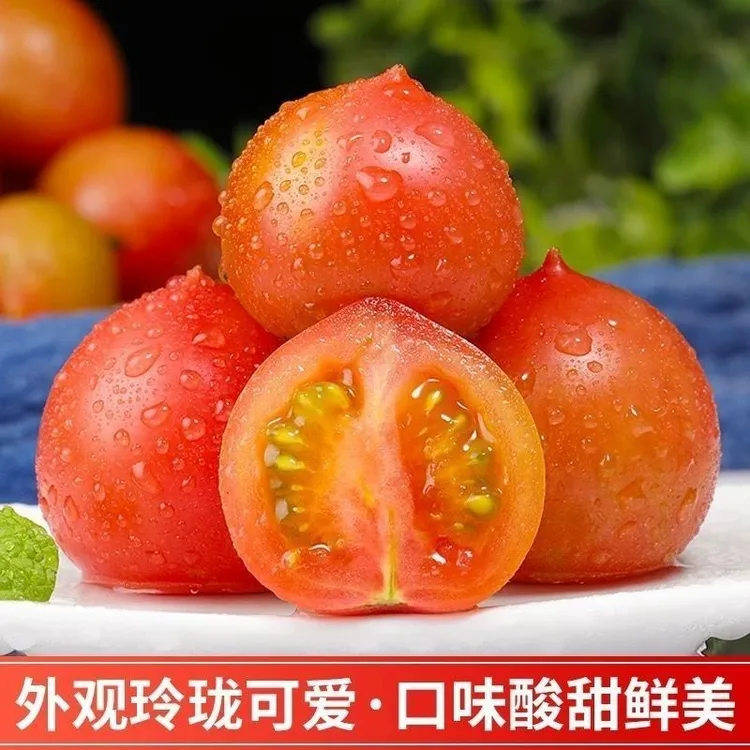 粉红春桃小番茄春桃圣女果海边盐碱地种植新鲜小番茄圣女果