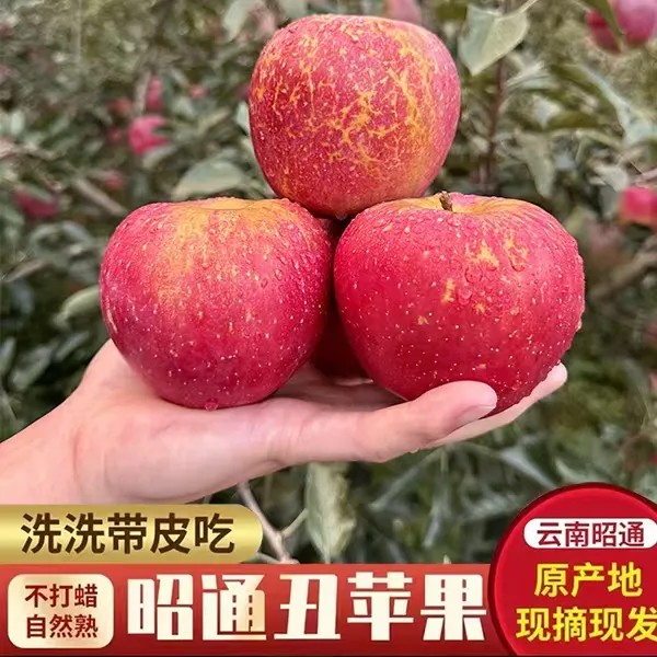 正宗云南昭通冰糖心丑苹果当季水果现摘现发产地直发4.5斤起包邮