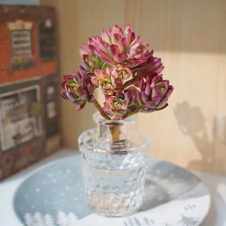 叮当ins风多肉盆栽水培多肉室内阳台窗台办公室干净易养植物