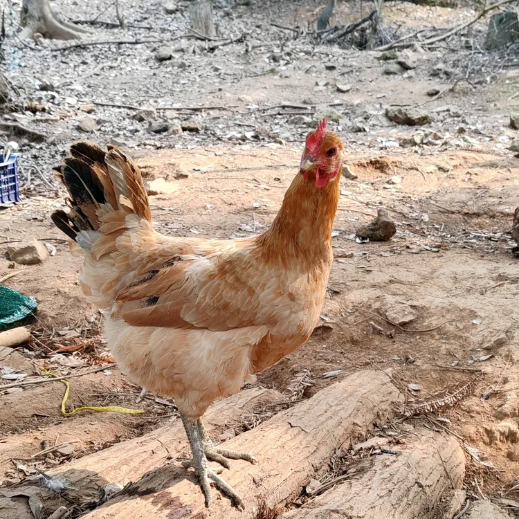 （2只装）食用农村散养纯粮食喂养走地鸡土老母鸡
