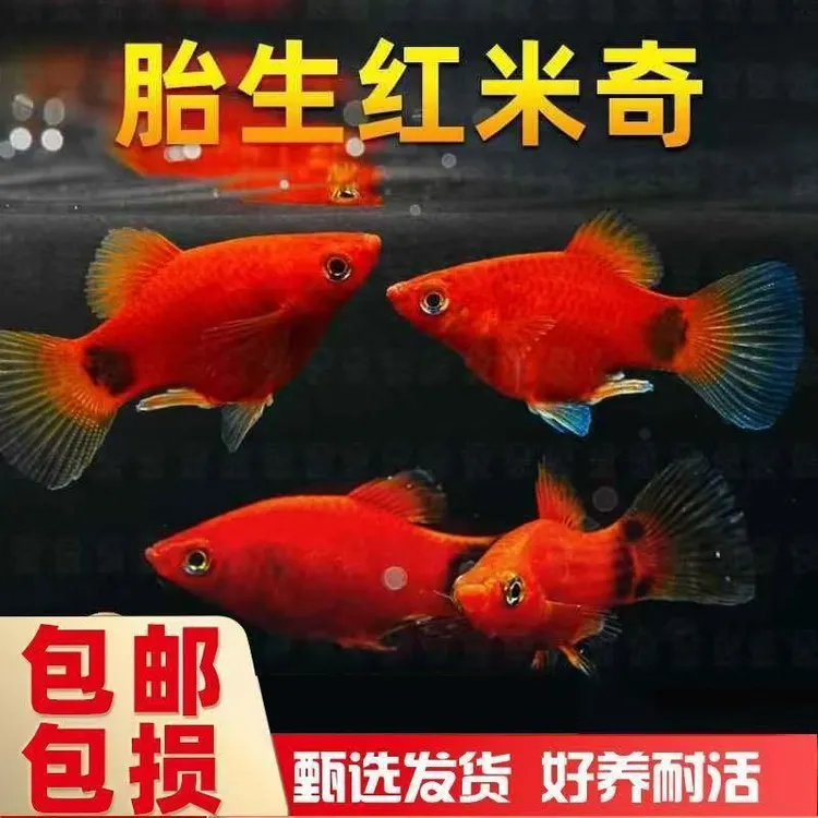 红米奇鱼苗观赏鱼热带鱼小鱼淡水耐活好养小型胎生鱼孕母鲜活水草