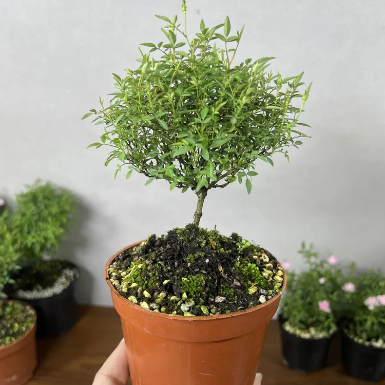 微月超微姬乙女原生棒棒糖勤花爆花机器渐变色好养易活迷你月季