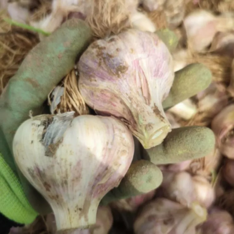 泥阳紫皮大蒜新鲜紫皮大蒜头茬农家自种可腌制糖醋蒜