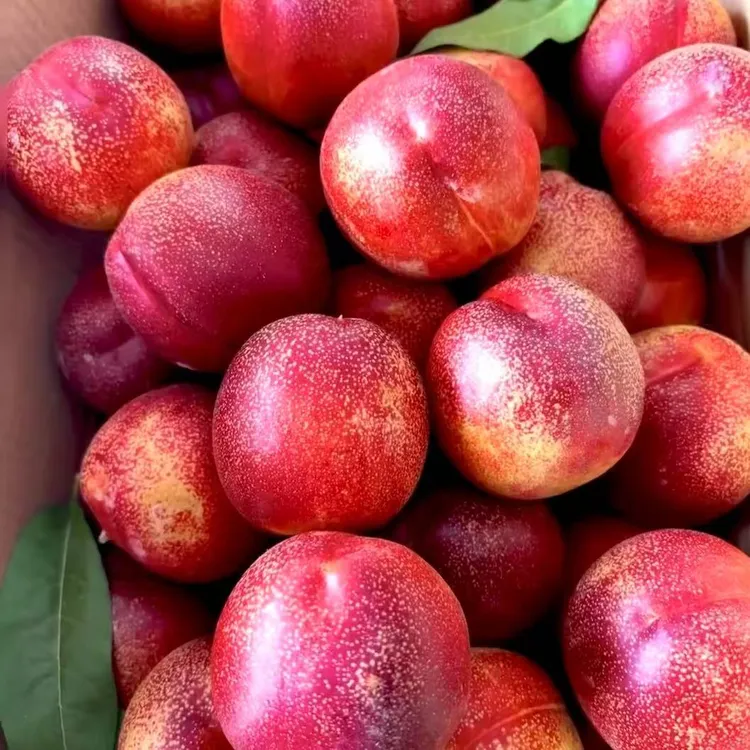 露天麻点黄心油桃新鲜现摘脆甜多汁产地直发