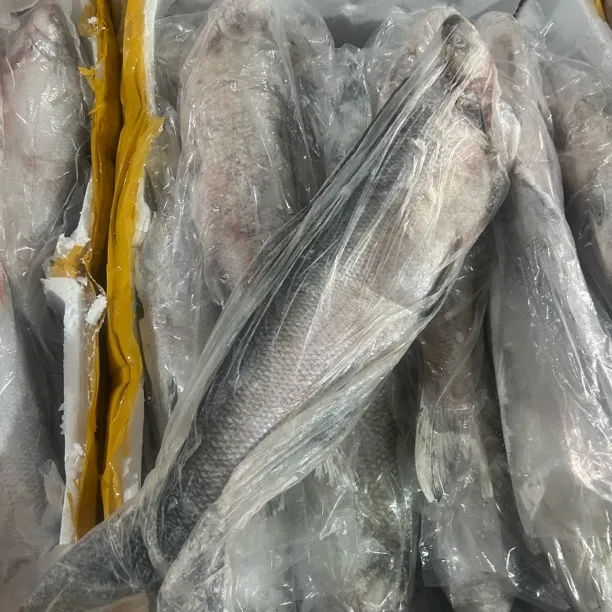 新鲜速冻白鱼岛子翘嘴3斤