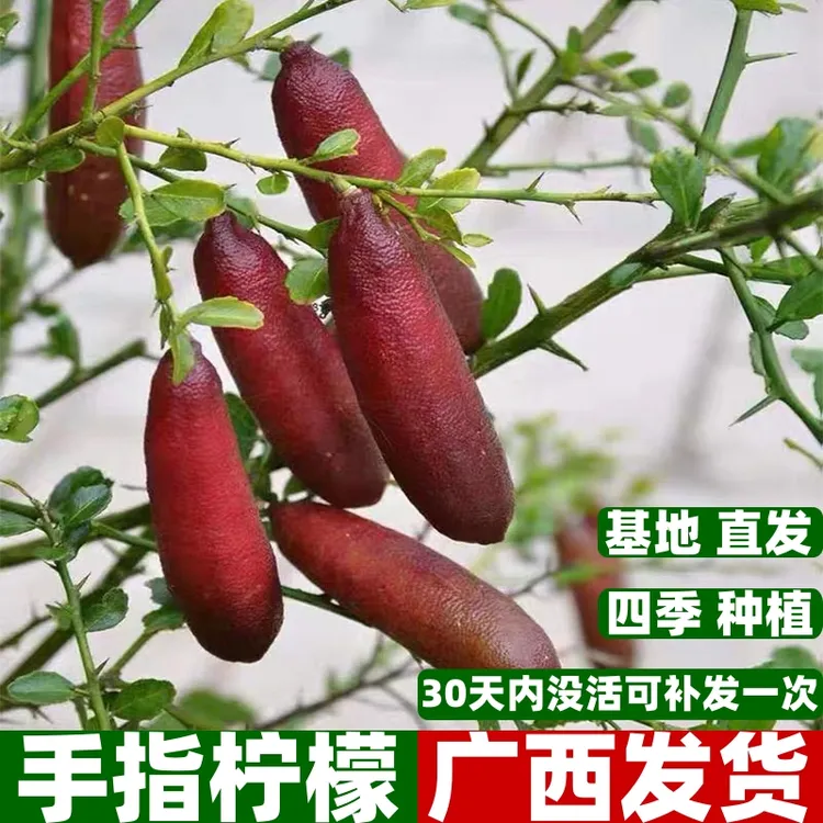 新品种指橙柠檬树苗嫁接果树苗当年结果南北方盆栽澳洲手指柠檬苗