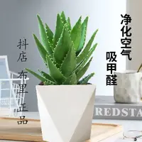 芦荟盆栽室内好养花卉净化空气防辐射适合客厅阳台
