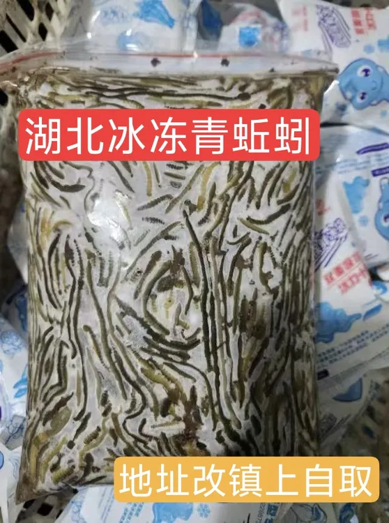 湖北速冻青蚯蚓户外钓黄鳝下地笼实用饵料