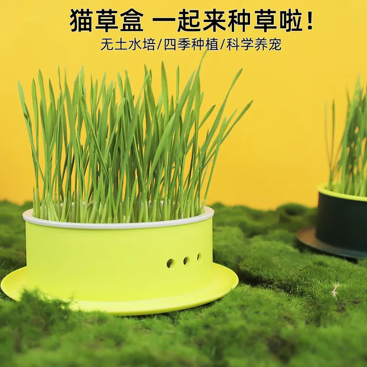 猫草盆栽小麦种子育苗盘无土水培猫草盒化毛草猫薄荷幼猫咪零食