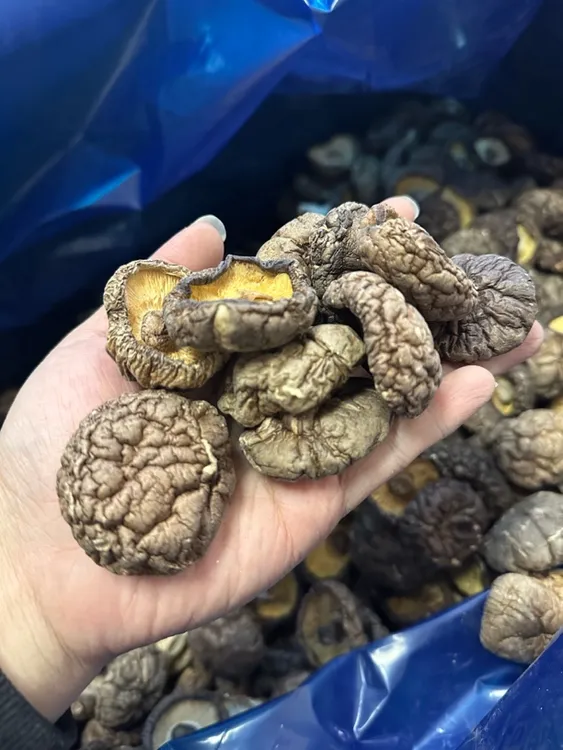 小马优选 深山大香菇 