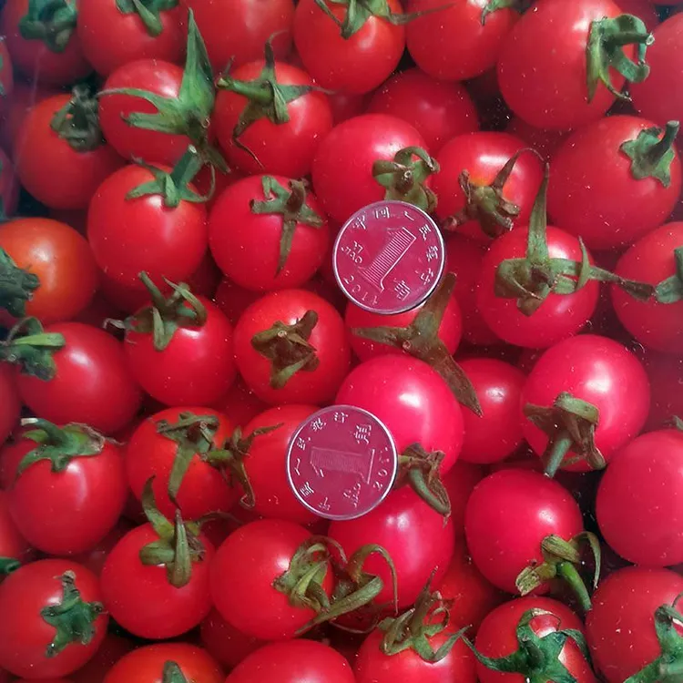 新鲜小番茄云南露天种植当季现摘圣女果非千禧小西红柿爆汁水果