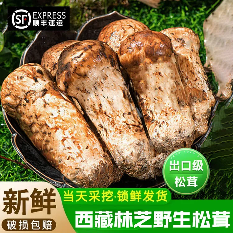 西藏林芝2025年高海波纯野生新鲜松茸菌菇林芝特产出口级不开伞