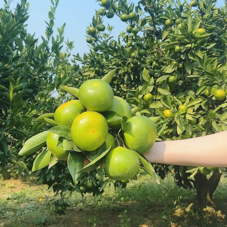 桔子桔子正宗宜昌柑橘无籽新鲜蜜桔当季节现摘酸甜孕妇蜜橘子水果