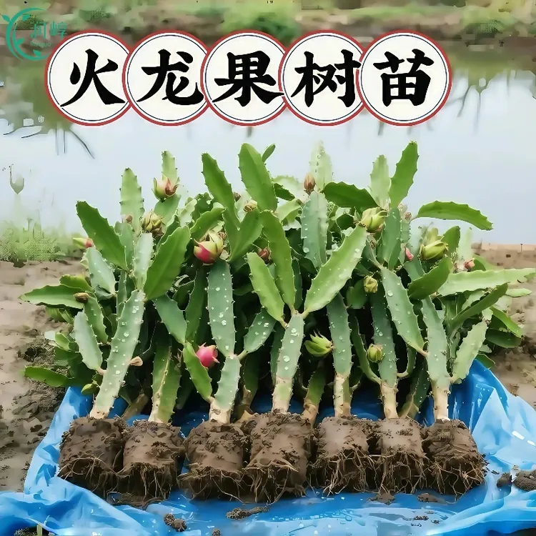 红心火龙果嫁接果苗盆栽南北方四季种植水果树苗阳台庭院当年结果