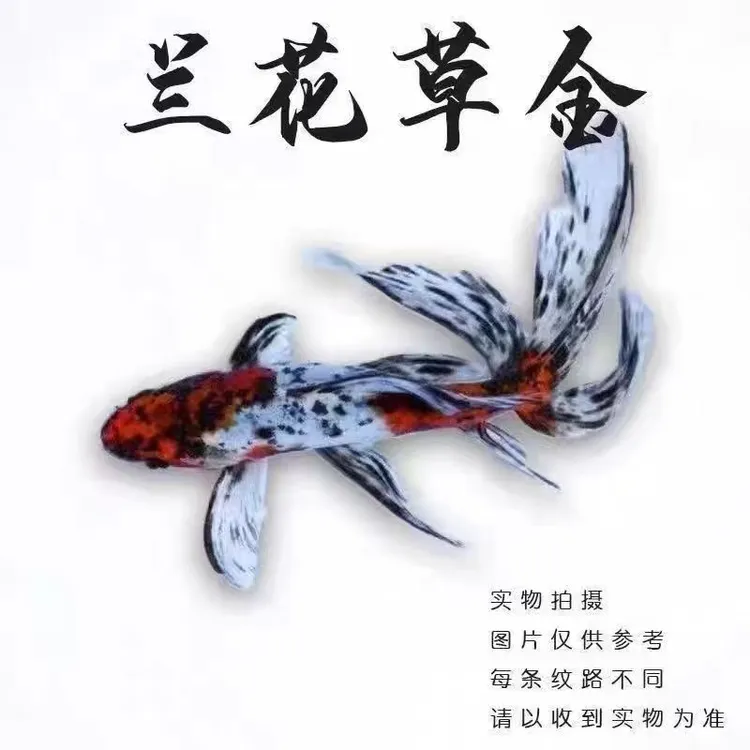 兰花草金观赏鱼好养耐活耐寒冷水鱼苗适合鱼缸养殖冷水鱼观赏鱼