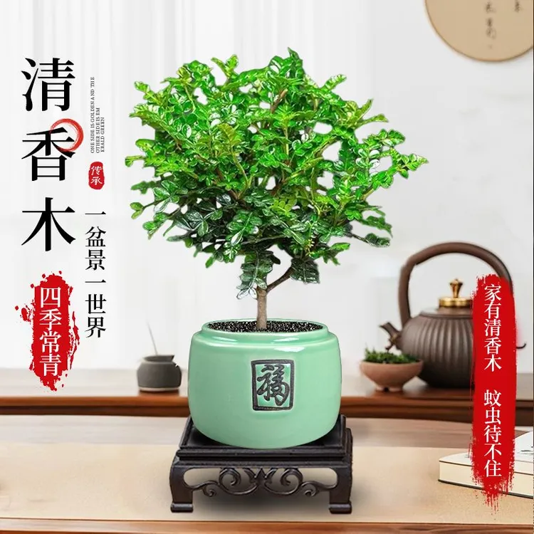 清香胡椒木盆栽花卉植物室内办公桌盆景净化空气绿植好养