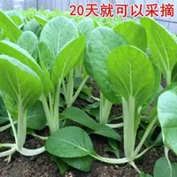 【全店满5元包邮】四季易种植小白菜种子种籽家庭园艺种植蔬菜种子