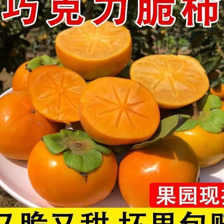 陕西阳丰脆甜柿4.5-5斤装  （口感脆甜爽口）