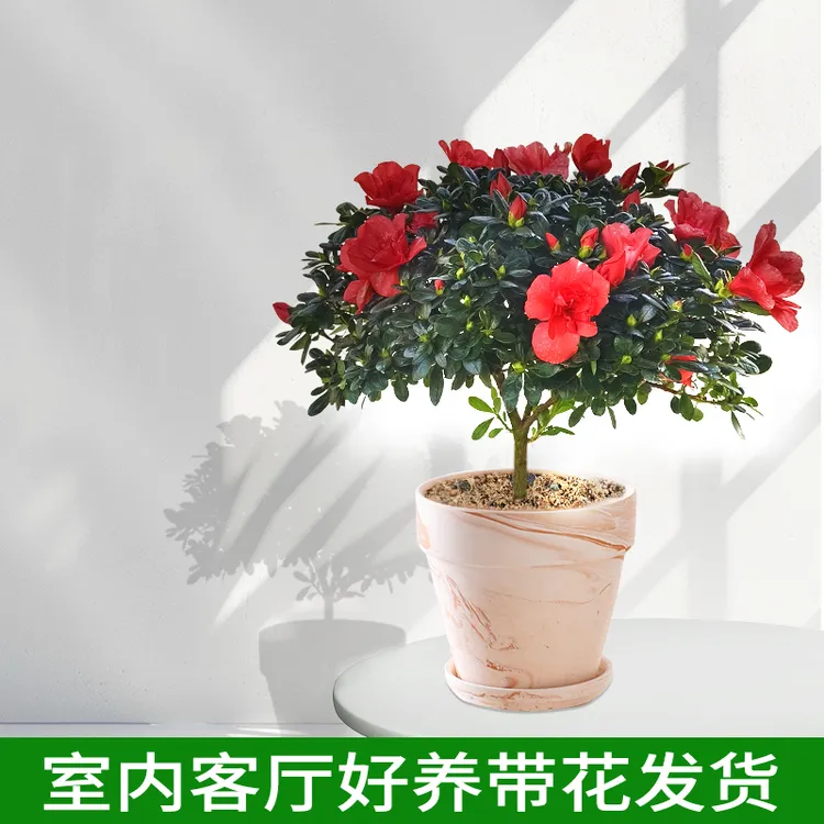 胭脂红杜鹃花盆栽带花苞四季开花室内外好养易活基地发货花卉绿植