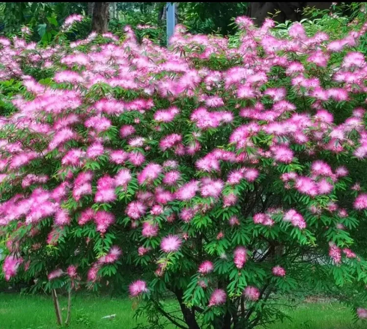 【香水合欢】1加仑盆带花带花苞好养庭院造型浓香新手四季开花