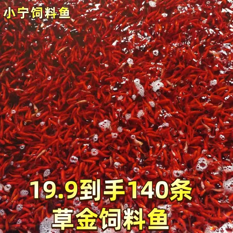 饲料鱼 草金鱼 冷水鱼 小金鱼 小型鱼 好养 耐活 养不死 批发 