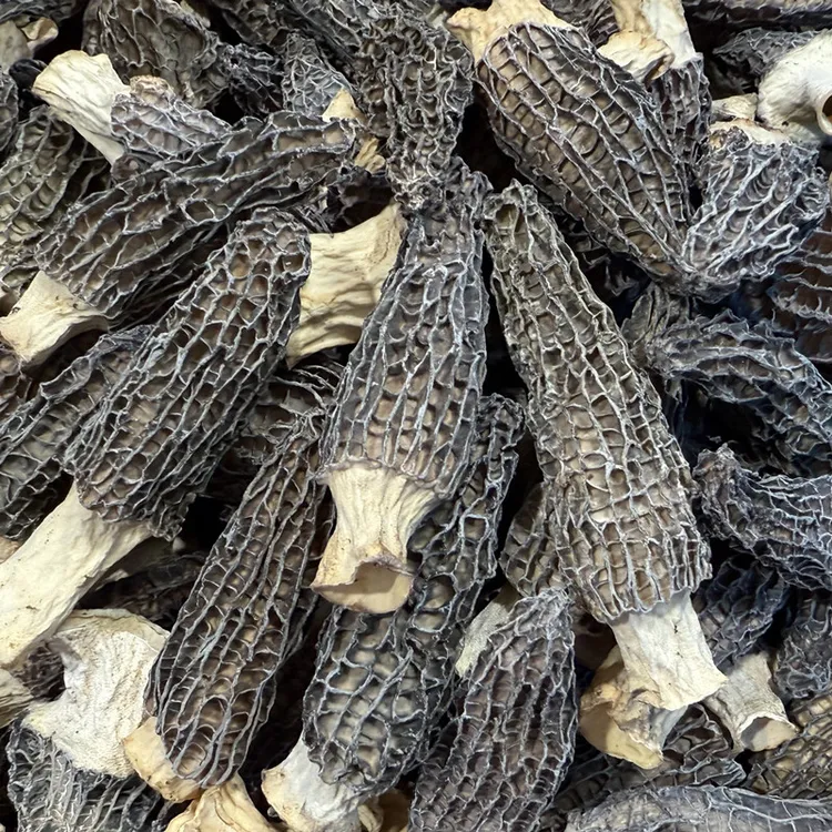 高山大自然羊肚菌