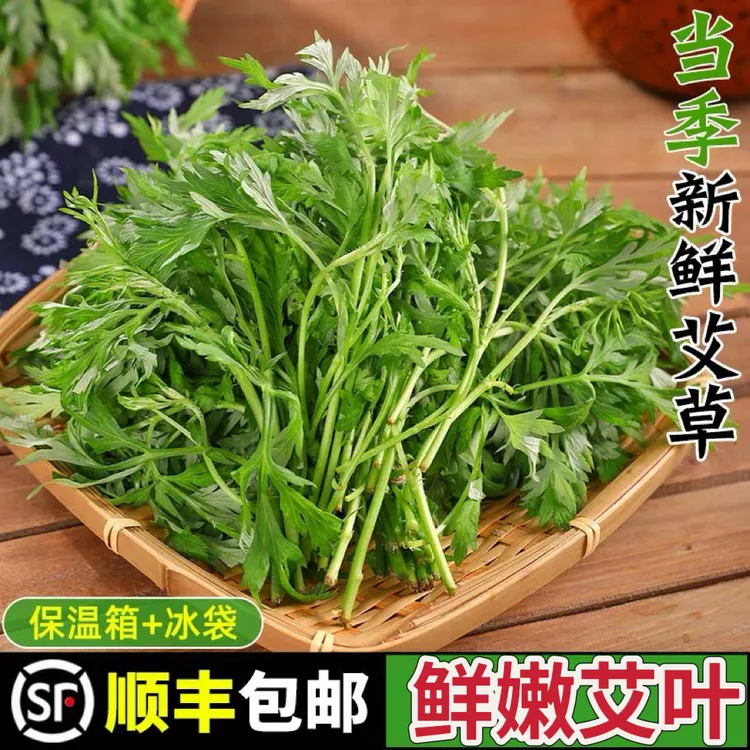 【顺丰包邮】端午艾叶鲜嫩艾草糍粑青团食材新鲜采摘可食用艾草艾叶
