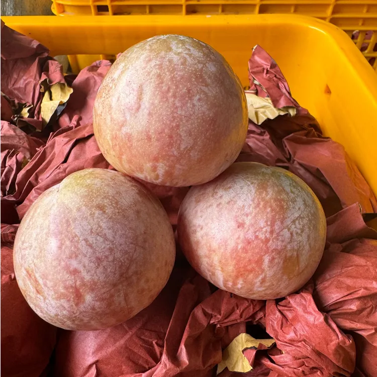 湖南农家苹果李红肉多汁芙蓉李酸甜多汁新鲜应季水果红心李子现摘