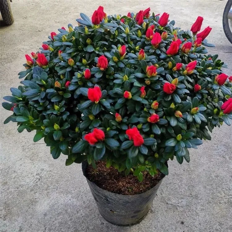 四季开花带花苞特大红杜鹃花盆栽好养庭院阳台耐寒绿植带花苞杜鹃