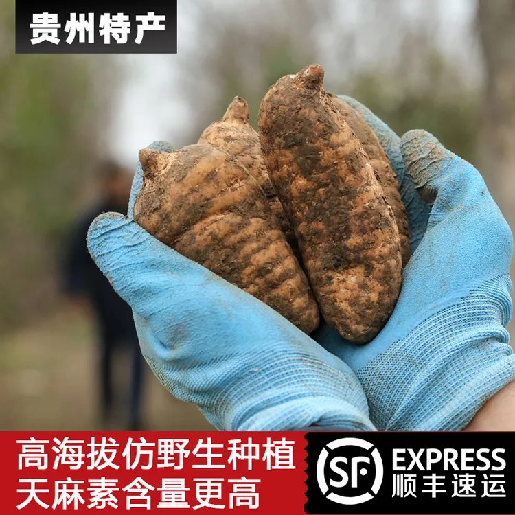 【刁蛮妞专属】高海拔乌天麻云南小草坝新鲜天麻仿野生三年种植手工炖鸡煲汤