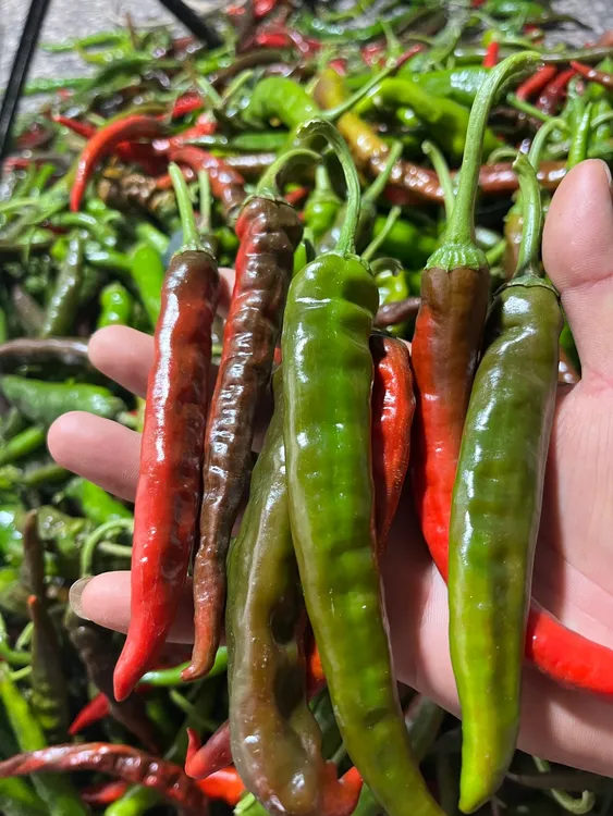 湖南怀化本地辣椒香辣农家自种新鲜土山辣椒露天种植应季蔬菜
