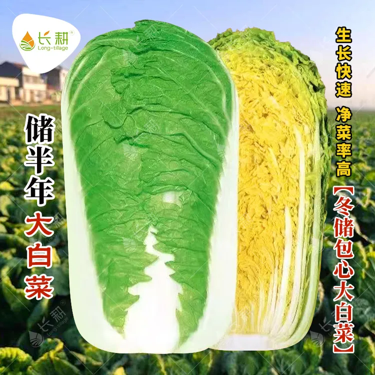 储半年冬储东北大白菜籽种大全秋播白菜种子春耐储存越冬白菜种孑