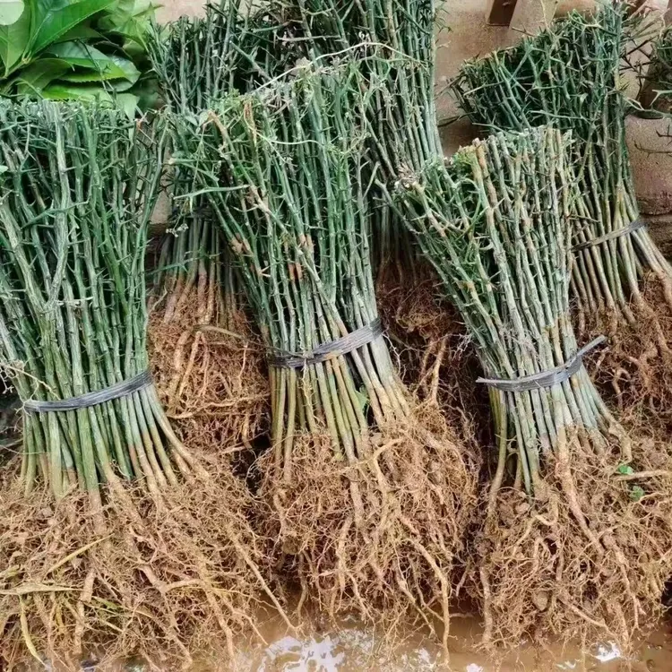 优质枳壳芽苗砧木直生苗实生苗可用于庭院篱笆枸橘树嫁接