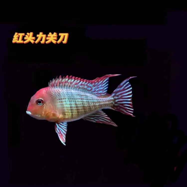 红头力斯威尼关刀鱼南美群游混养温驯翻砂清缸观赏好养彩虹观赏鱼