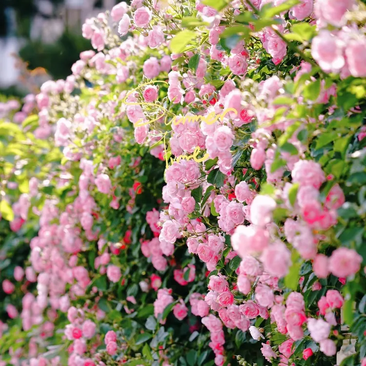 【不扎手】新品无刺蔷薇花苗四季开花浓香型耐寒耐热阳台庭院盆栽