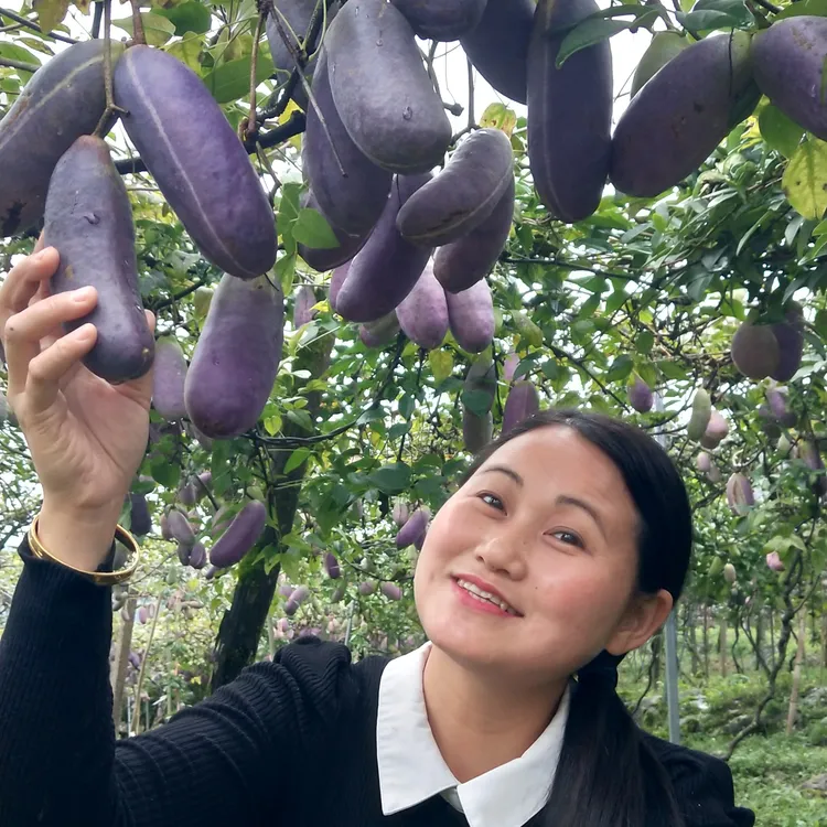 少籽紫果八月瓜苗种植一年第二年挂果