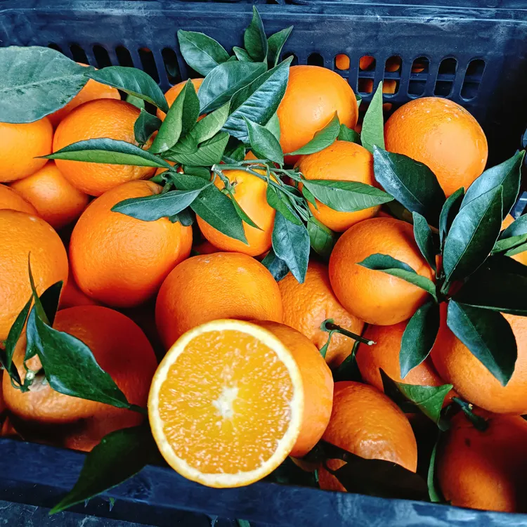 重庆纽荷尔脐橙新鲜水果应季现摘产地直发皮薄多汁甜橙子孕妇水果