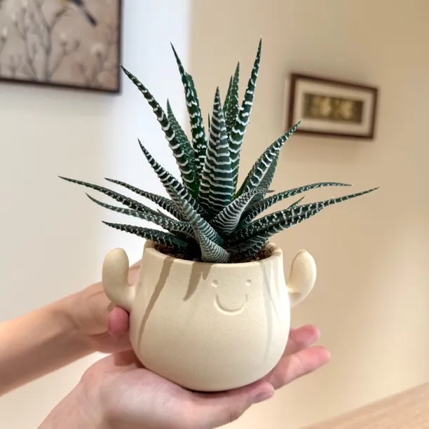 大苗十二卷盆栽盆景室内客厅办公室桌面养眼趣味可爱花卉绿植多肉