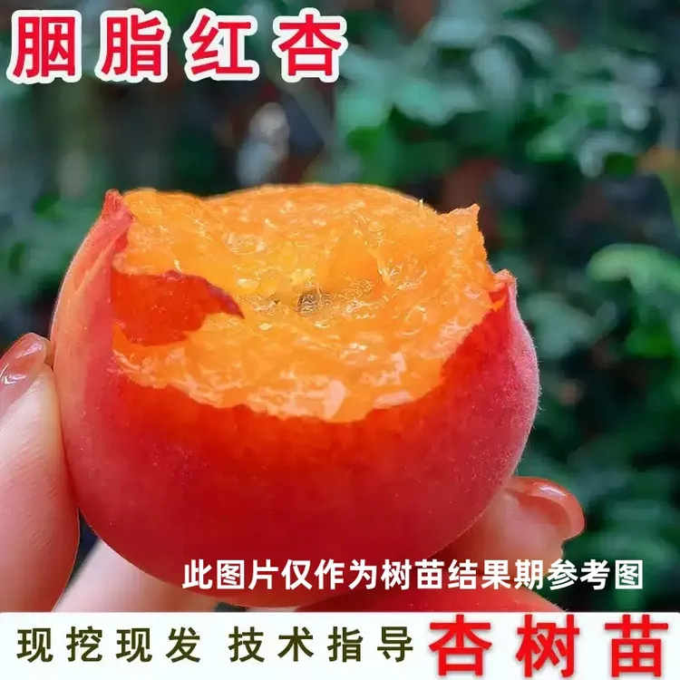 早熟杏树果苗活苗嫁接胭脂红杏树苗盆栽庭院地栽杏子苗南北方种植